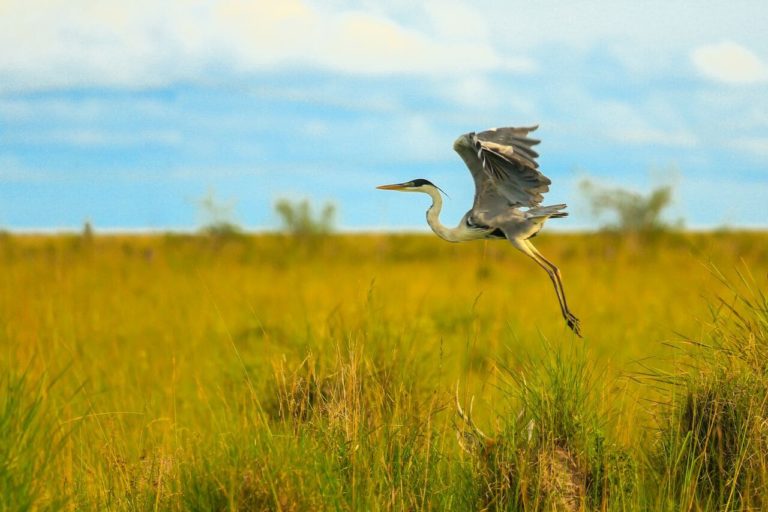 Ibera Wetlands Tours: Bird Watching