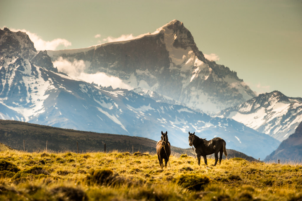 Horses near El Calafate