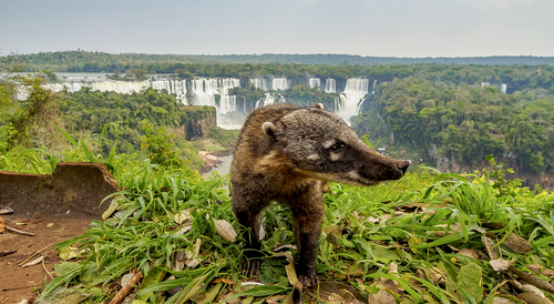 Iguazu Falls - Wildlife
