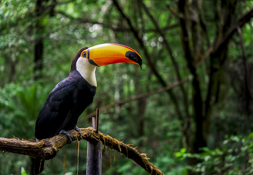 5 Remarkable Animals in Peru