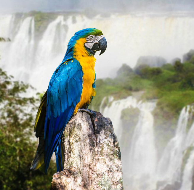 venture-into-the-jungle-at-iguazu-falls