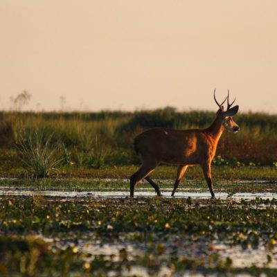 ibera-wildlife (3)