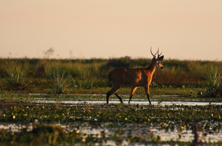 ibera-wildlife (3)