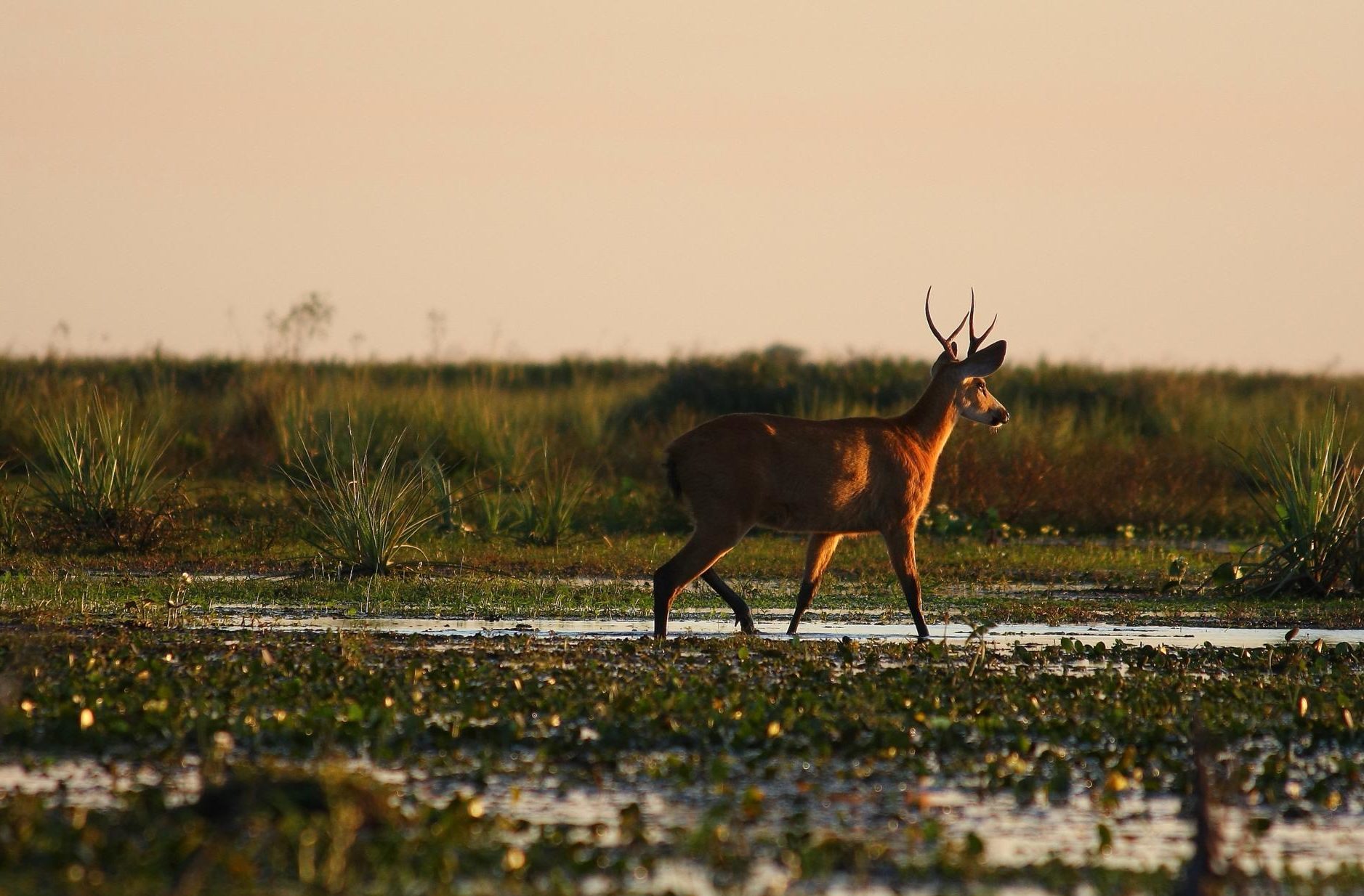 ibera - wildlife