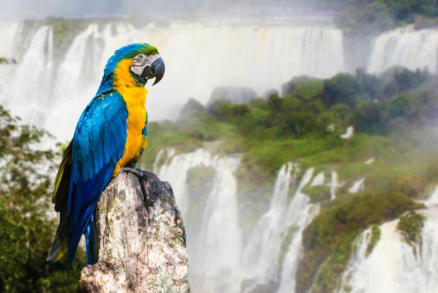 Macaw at Iguazu Falls