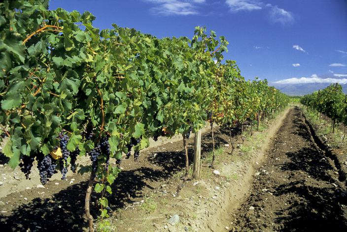 Mendoza - Wine tour