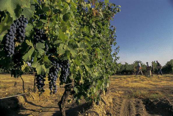 Undurraga Winery Tour