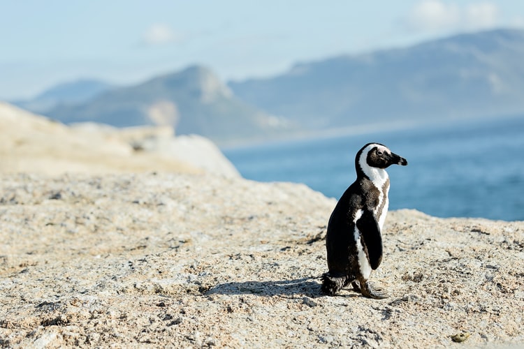 Ushuaia - wildlife