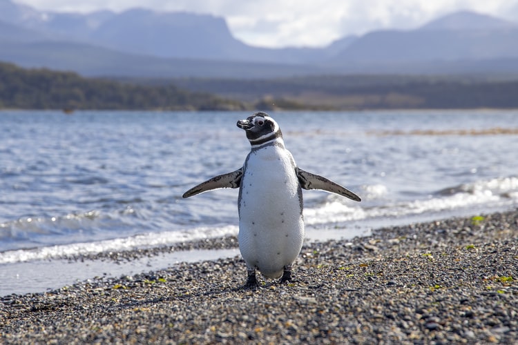 4 Top Spots to See Wildlife in Argentina