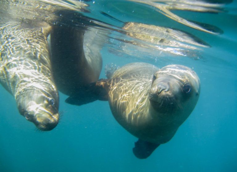 puerto-madry-wildlife