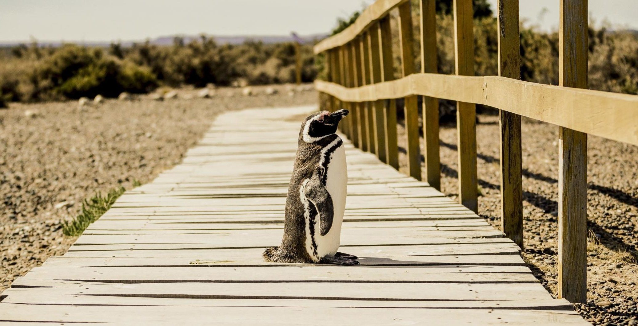Punta Tombo Penguins