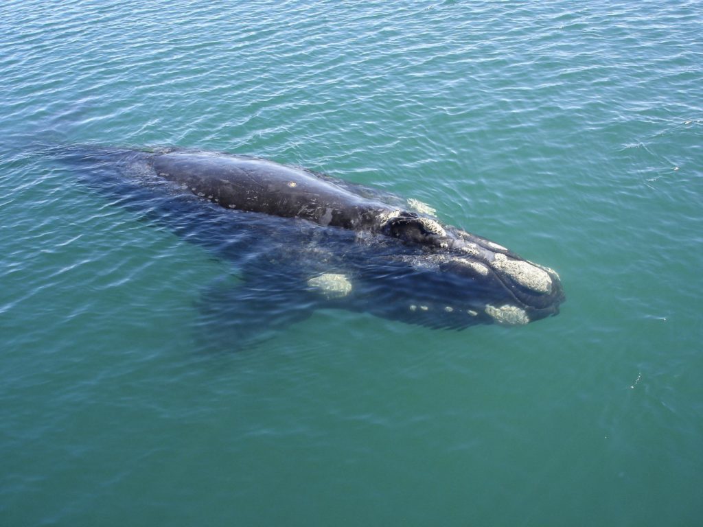 Puerto Madryn - Wildlife