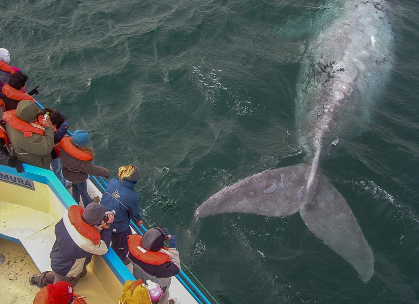 Argentina Whale Watching in Valdes Peninsula