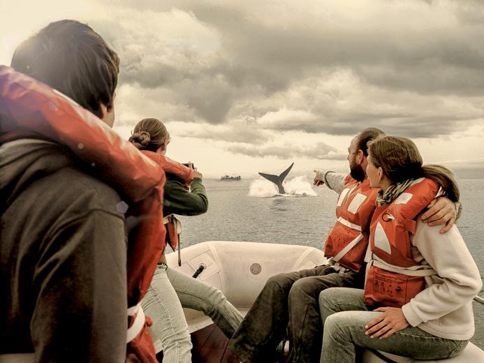 Puerto Madryn - Wildlife Whales