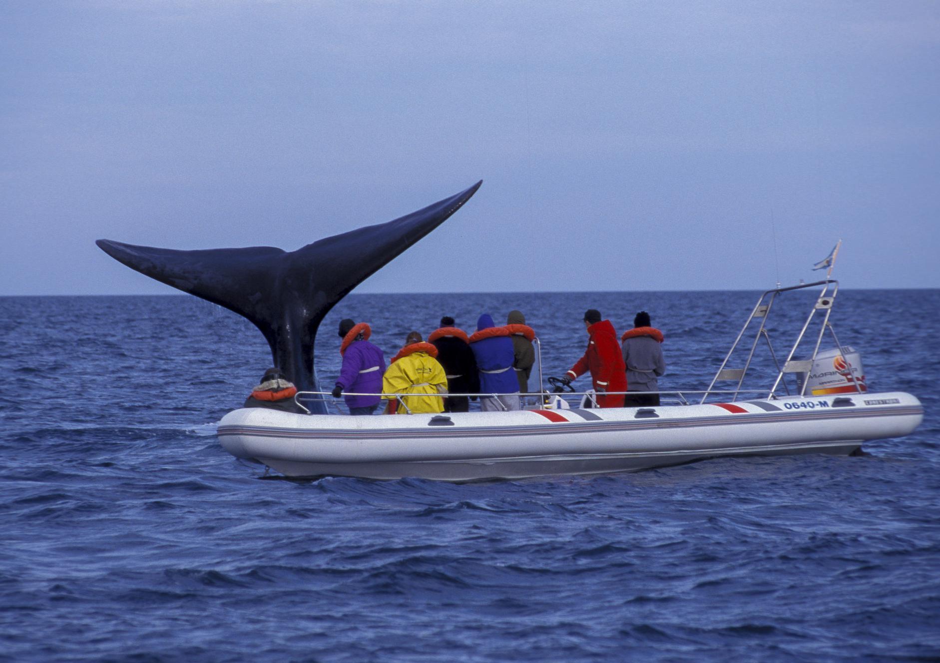 Peninsula Valdes Tour in Puerto Madryn