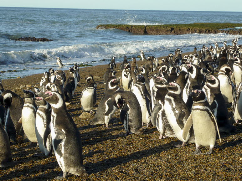 Punta Tombo Penguins