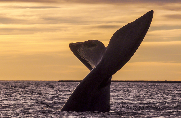 Puerto Madryn - Wildlife Whales