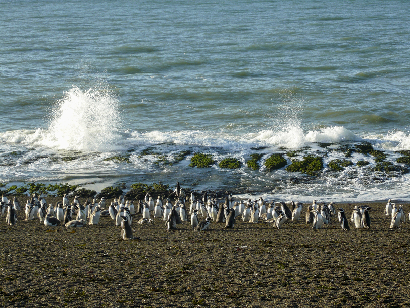 Punta Tombo Penguins