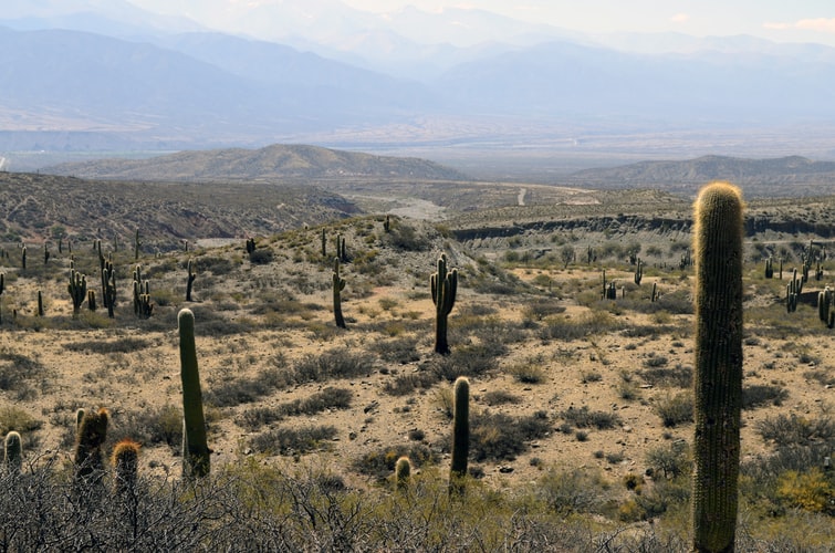 salta-nature-cactus