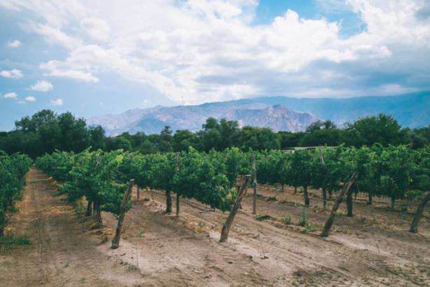 4 Salta Wineries to Visit