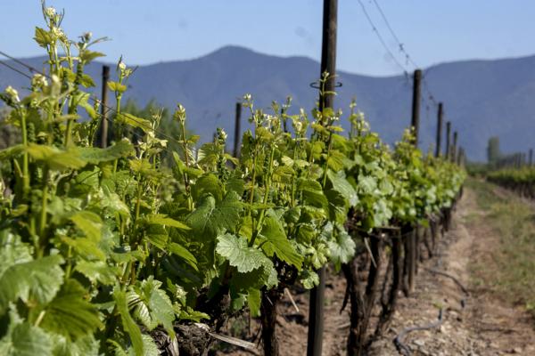 Concha & Toro Winery Tour