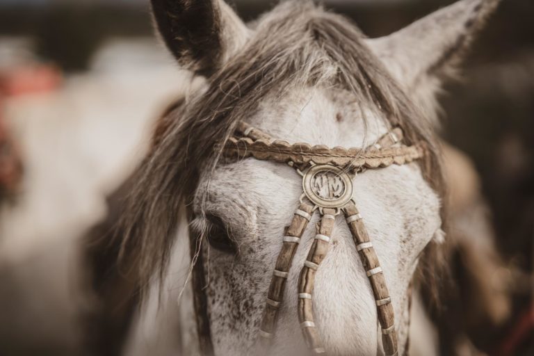 Horse in Torres del Paine National Park