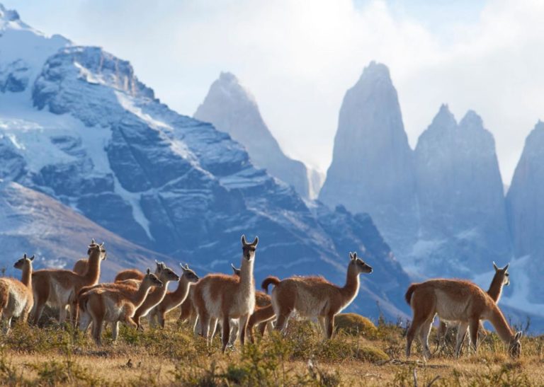 Wildlife in Patagonia
