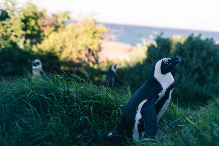 Ushuaia - wildlife