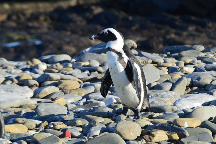ushuaia-penguins (3)