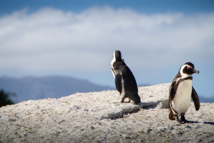ushuaia-penguins-5 Ushuaia - wildlife-penguin