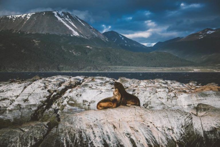 Seals in Ushuaia