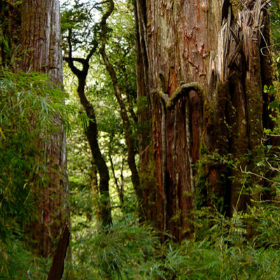 Alerce Andino National Park