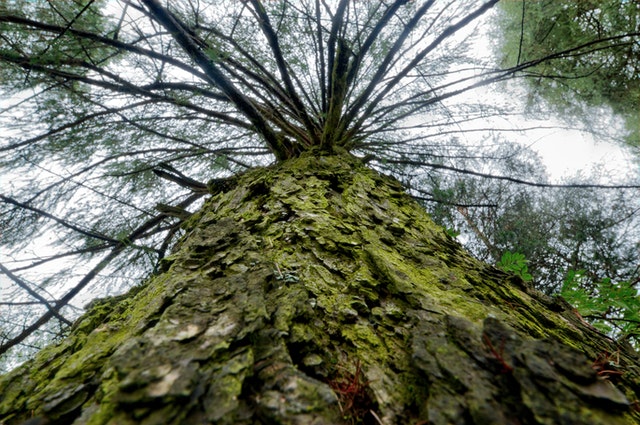 Alerce Andino National Park