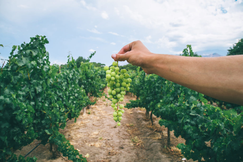 National Wine Day in Mendoza