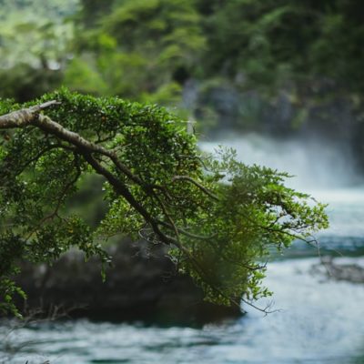 Alerce Andino National Park