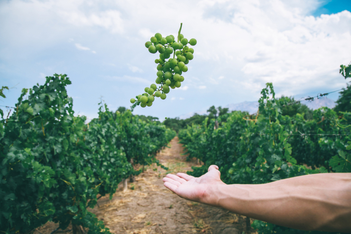 Mendoza - Wine tour