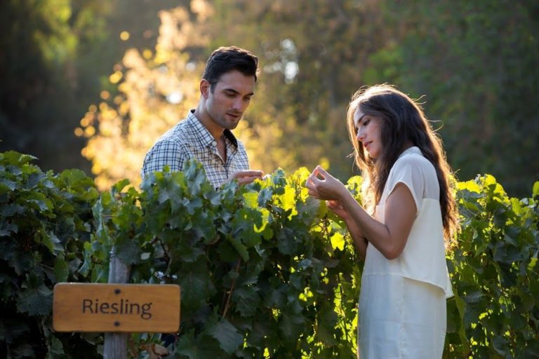 Chile-Concha-Toro-Vineyard Chile-Concha-Toro-Vineyard