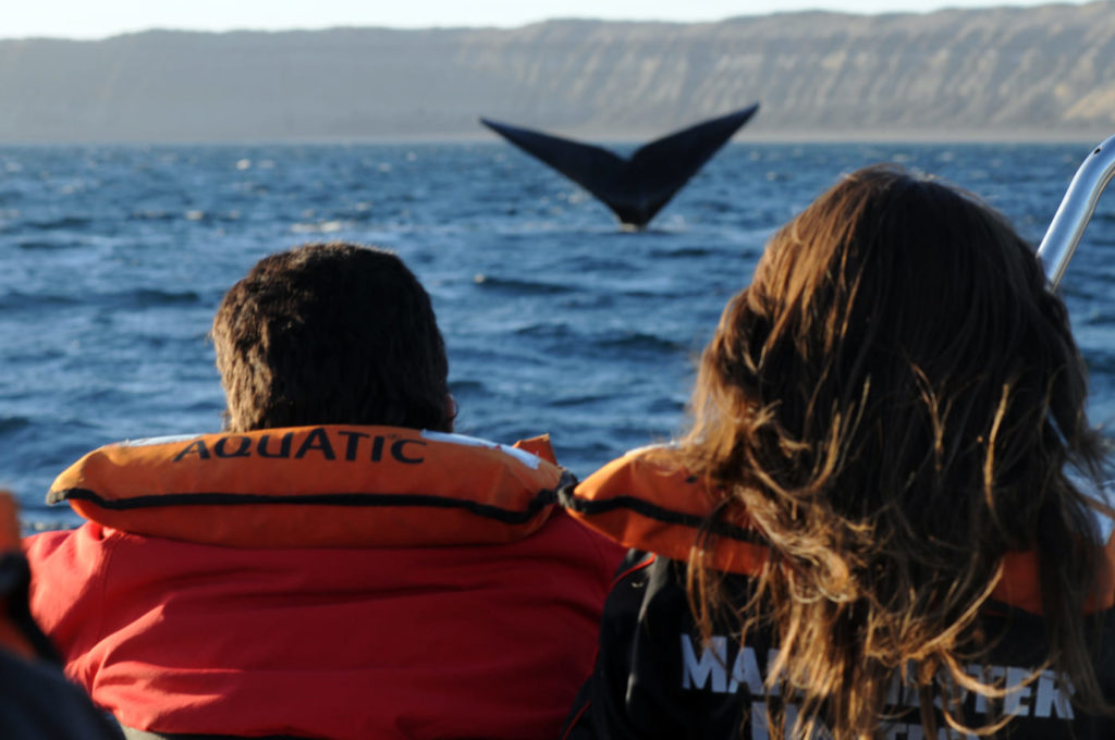 animals in patagonia