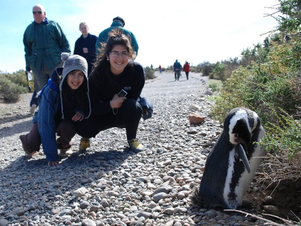 where to see penguins in Patagonia
