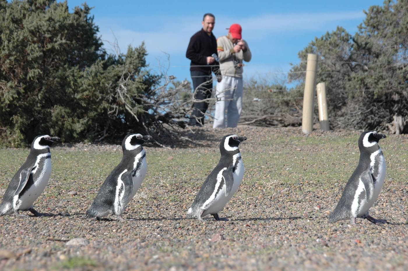 Punta Tombo Penguins