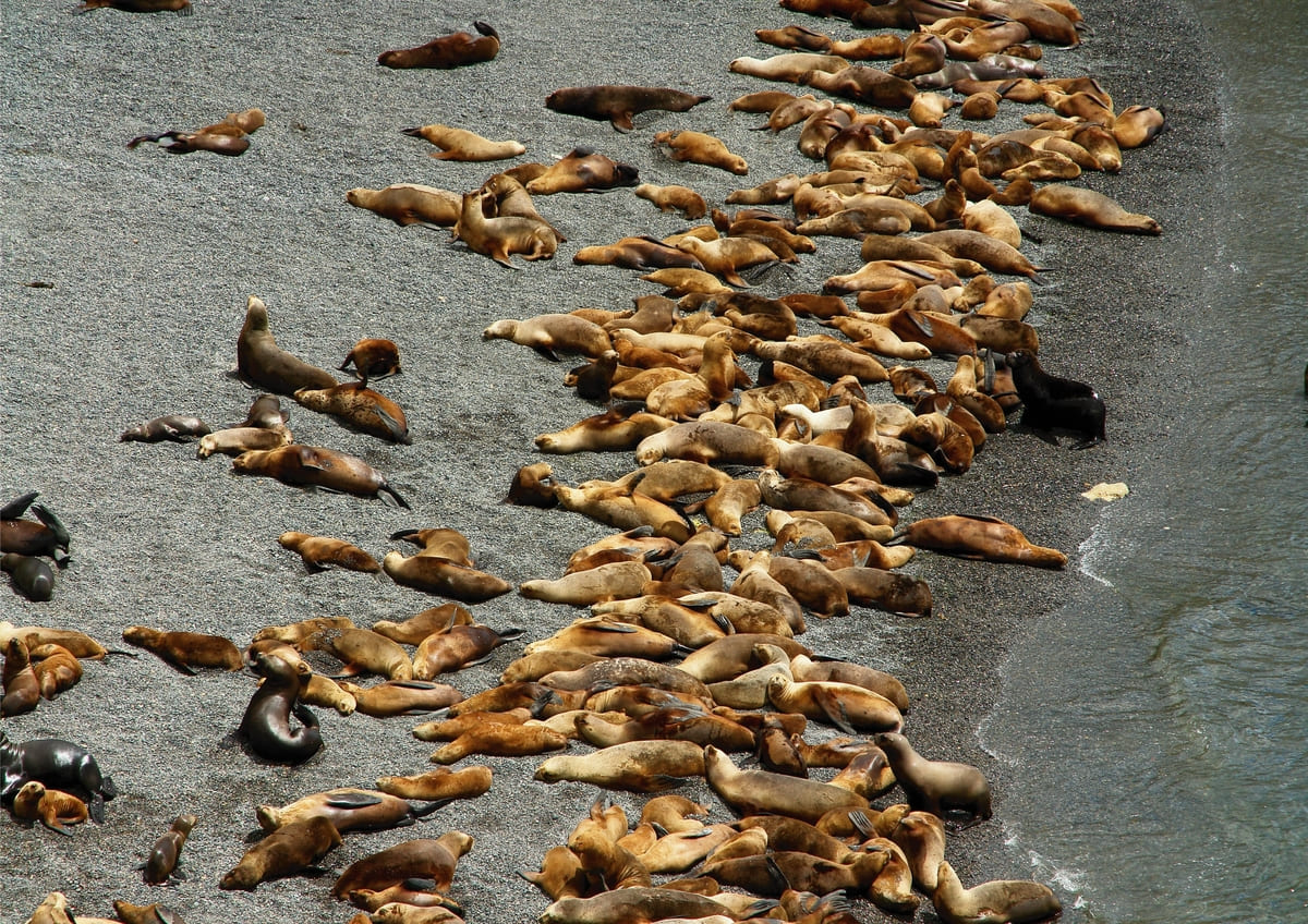 Cerro Avanzado & Sea Lions Colony