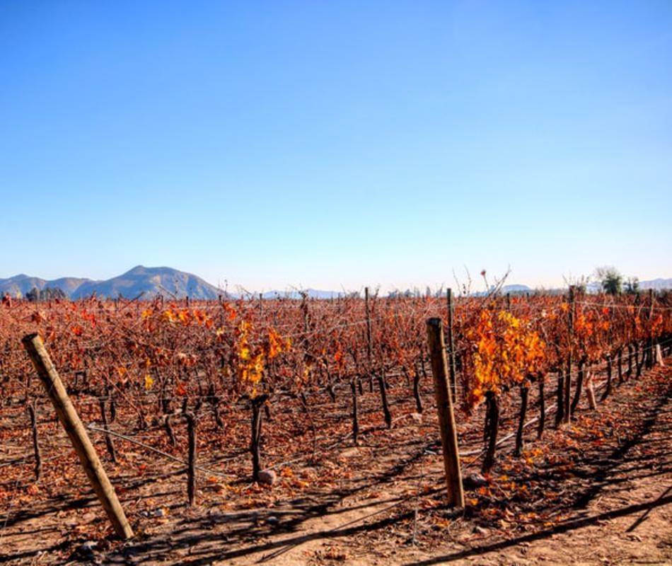 Colchagua Valley Wineries