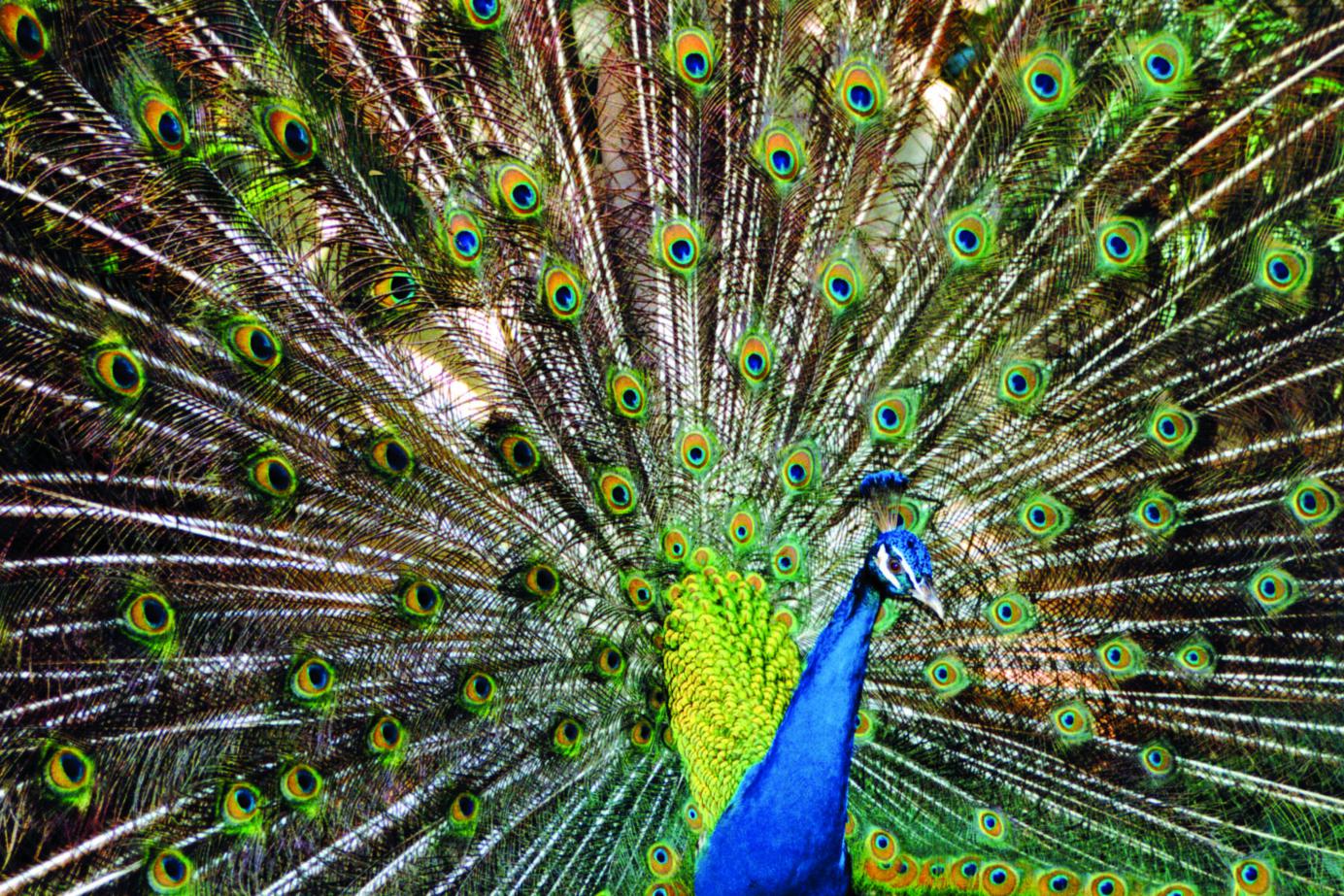 Parque Das Aves