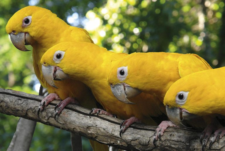 Parque das aves