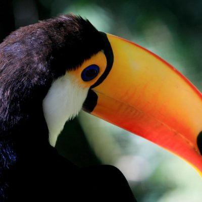 parque-das-aves-iguazu (4) Parque das aves