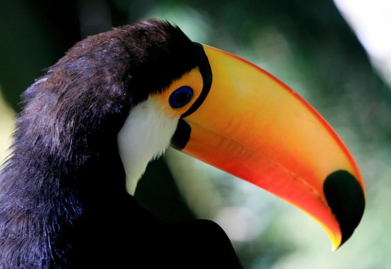 Parque das aves 