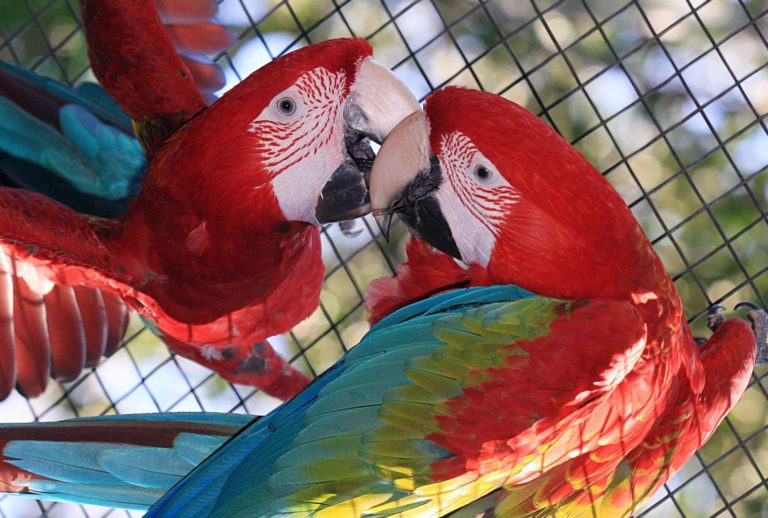 Parque das aves