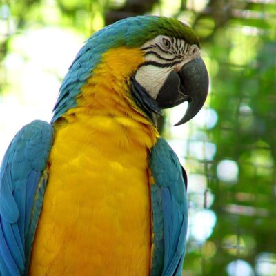 Das Aves Park