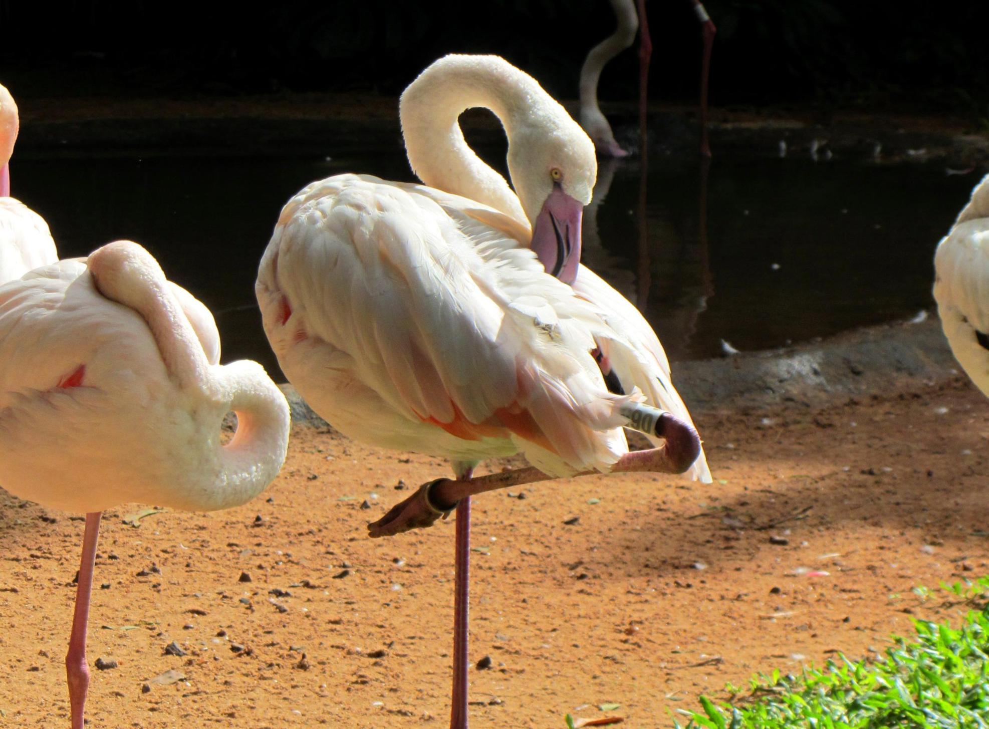 Parque Das Aves