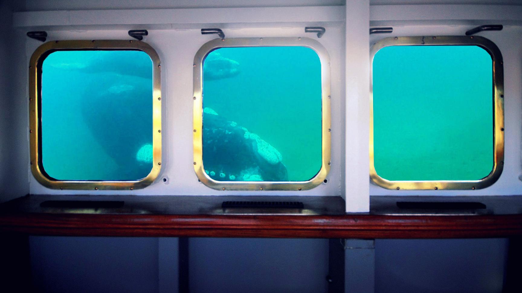 peninsula-valdes-yellow-submarine-whales-watching-3 Whales watching - Madryn